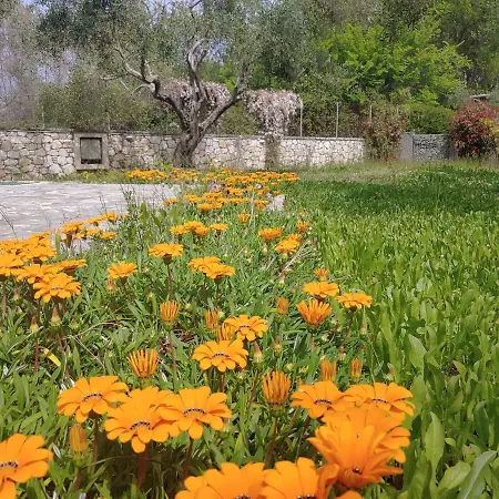 Captain Alex 1 Dafnila